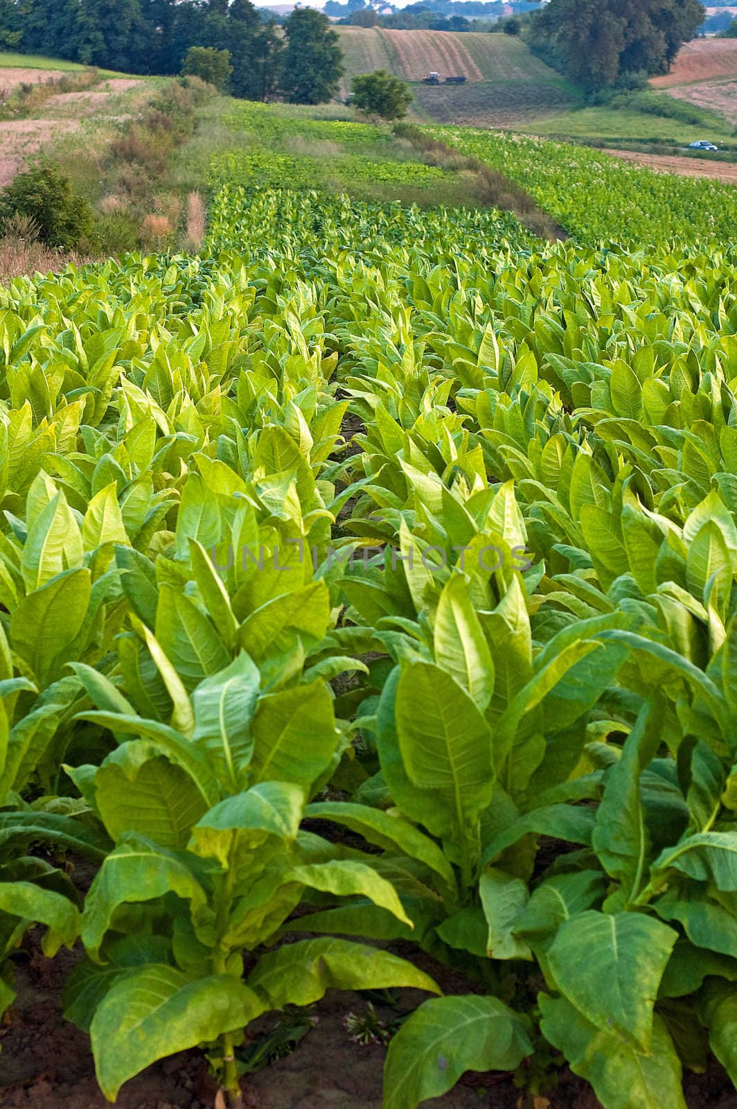 Lines of green tobacco plants on a field