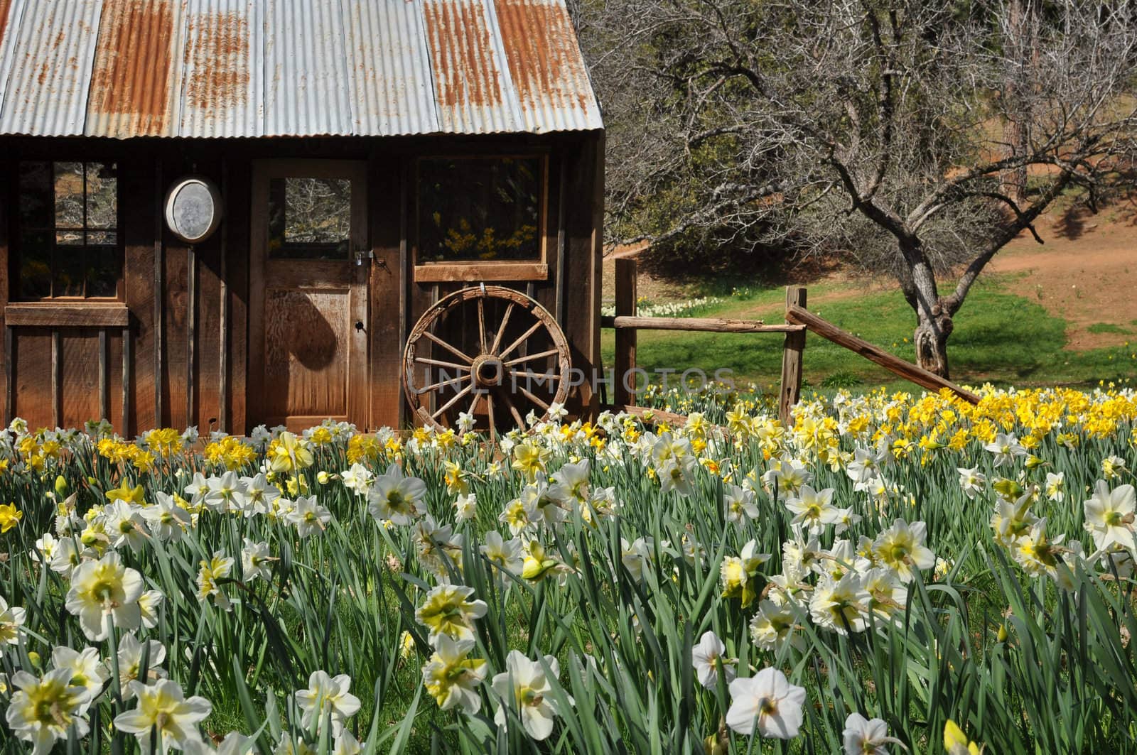 Old Cabin the middle of Daffodil Field