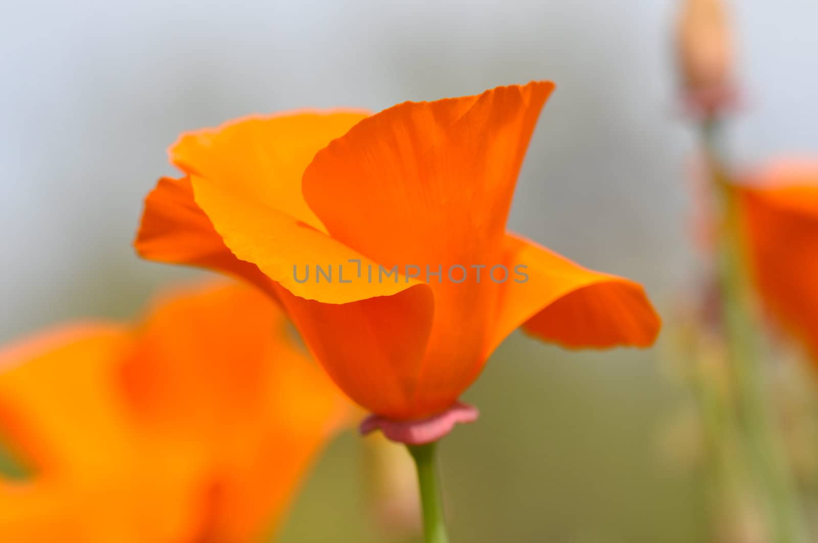 California State Flower Poppy Macro Close Up