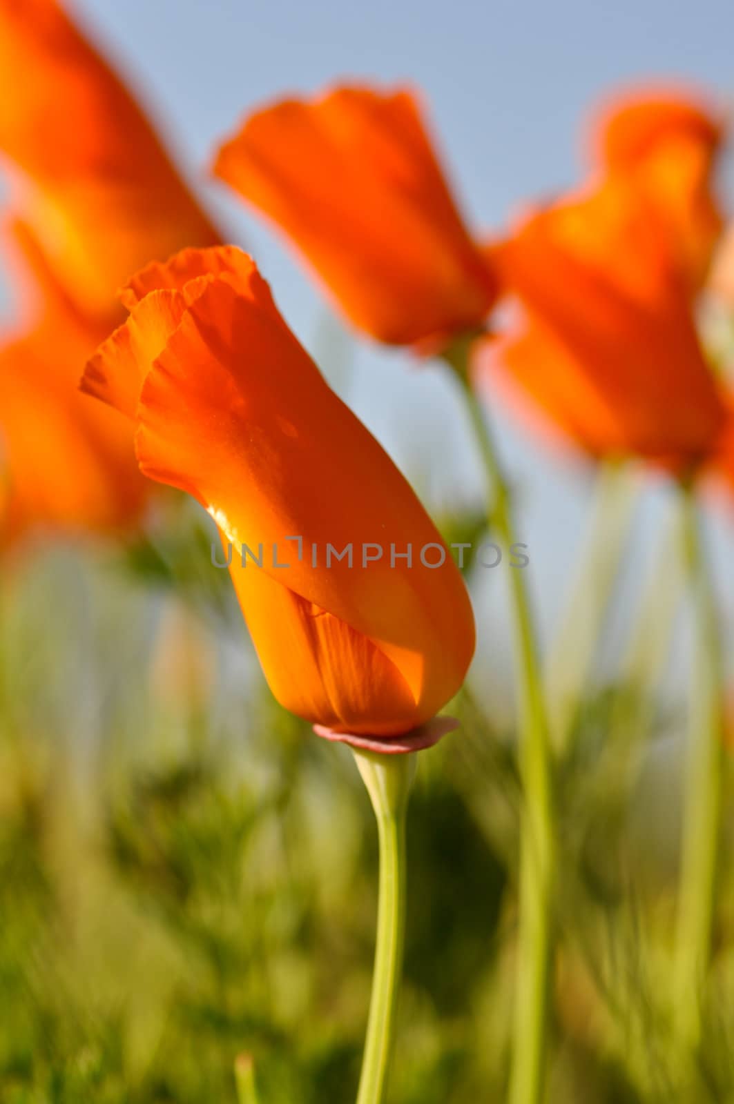 Several Golden Orange California State Poppies