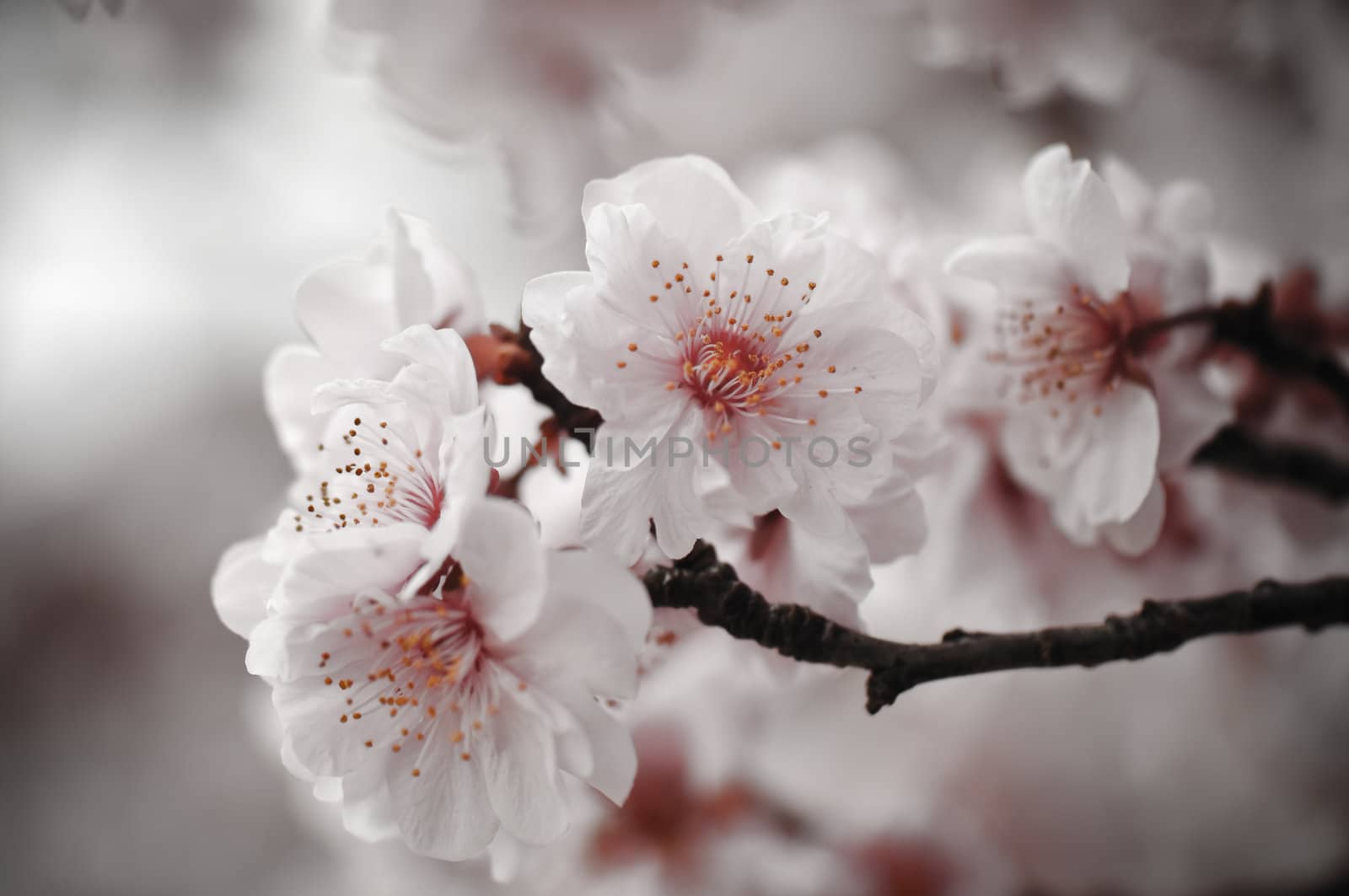 Cherry Blossom on branch with Pink Background