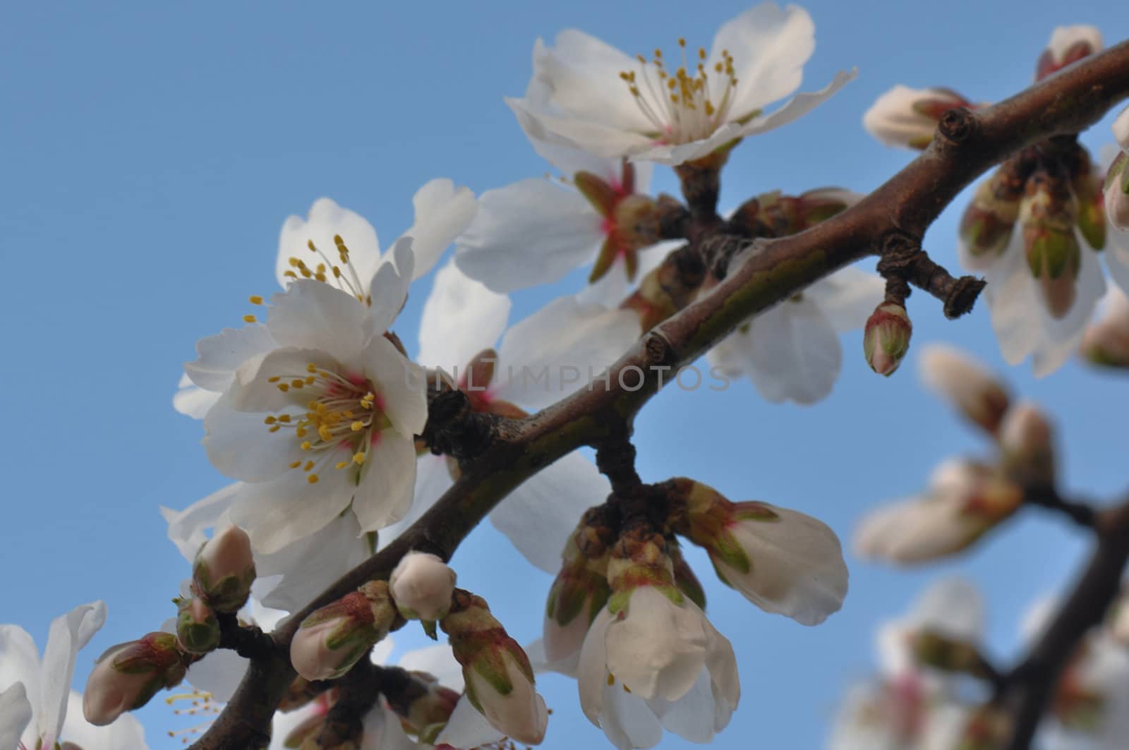 Cherry White Blossoms  against Blue Sky