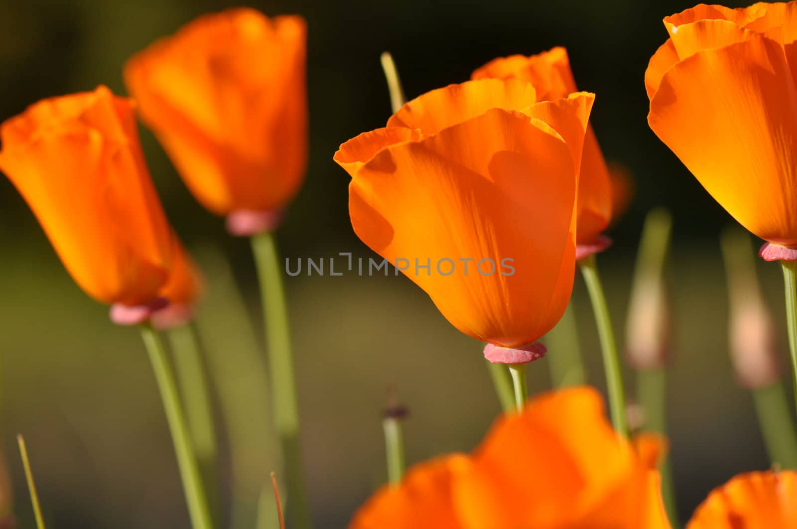 Closed California State Orange Poppy Flower  with Green Stems