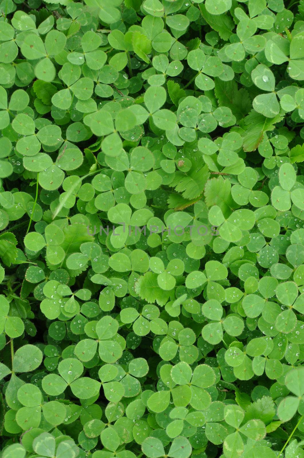 Verticle Green Clover Shamrock Background for St. Patricks Day