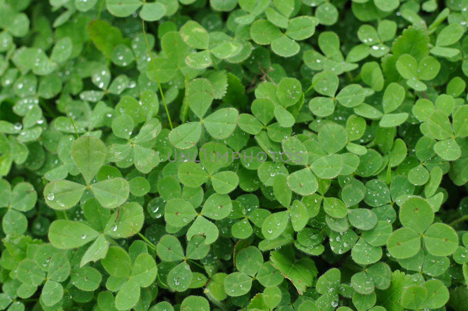 Verticle Green Clover Shamrock Background for St. Patricks Day