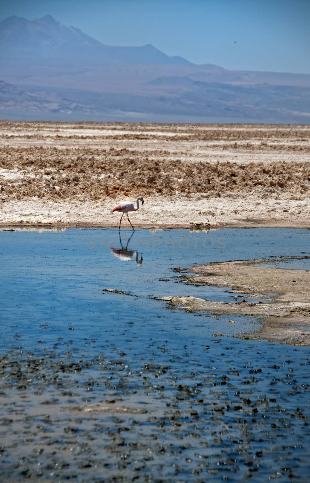 Flamingo with his reflection in a lake in the Salt Flats of the Atacama Desert