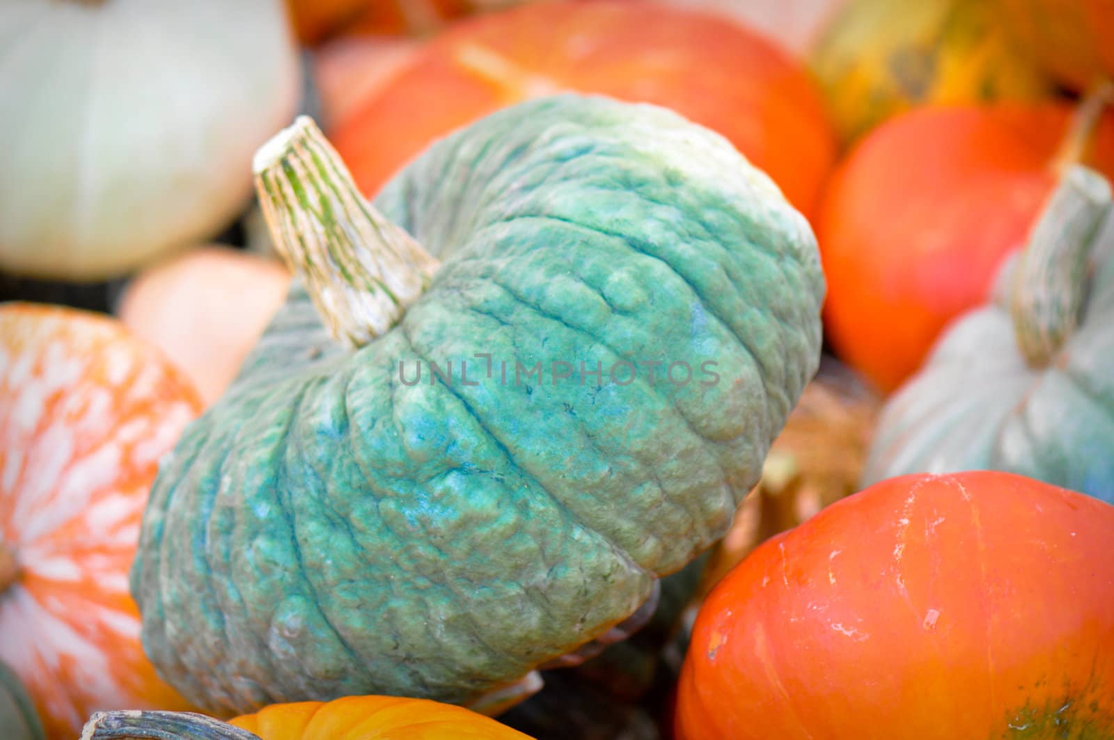 Holiday Gourds