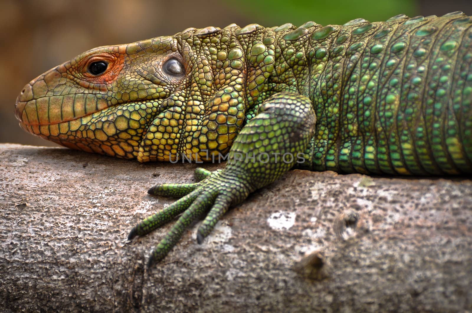 Beautiful Green Iguana Resting on a Tree