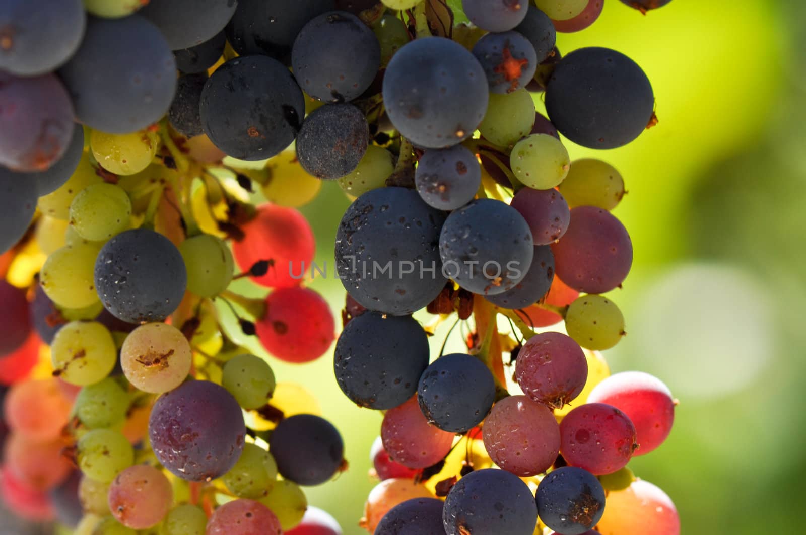 Grapes on the Vine with multiple colors ready to be made into Wine in Napa Valley
