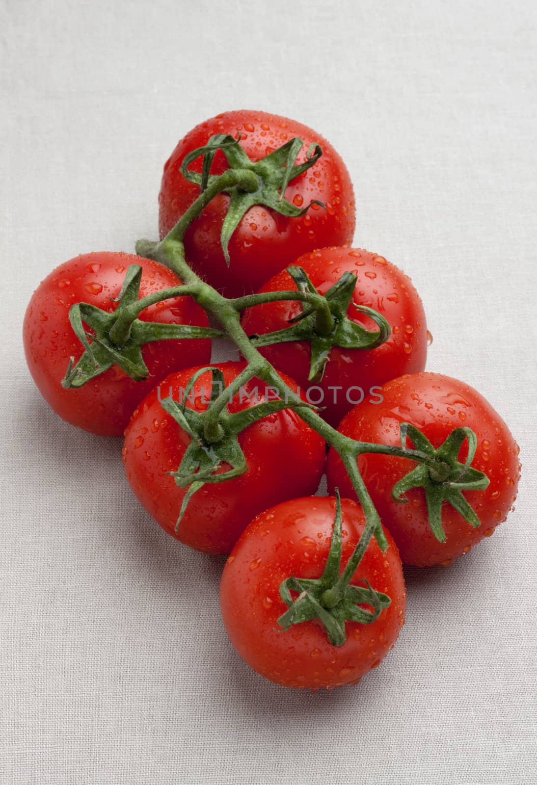 truss tomatoes on linen