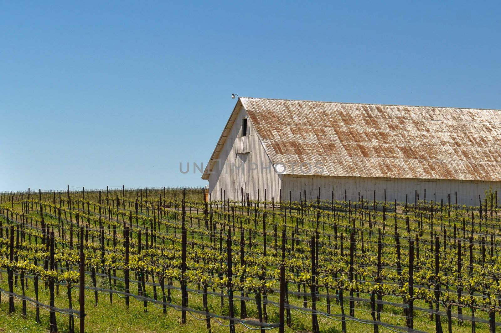 White Barn in Beautiful Green Vineyard