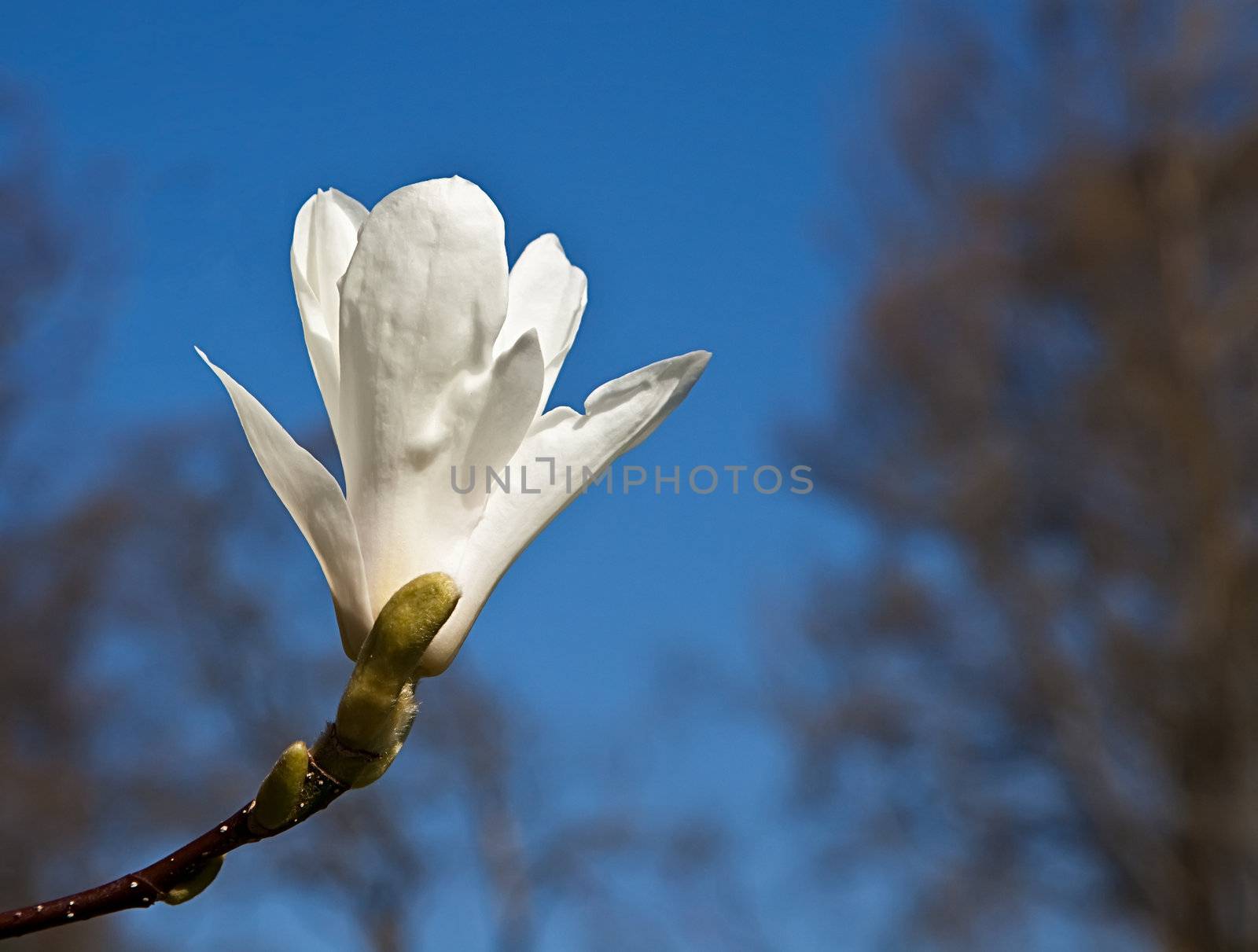 Magnolia by Clivia