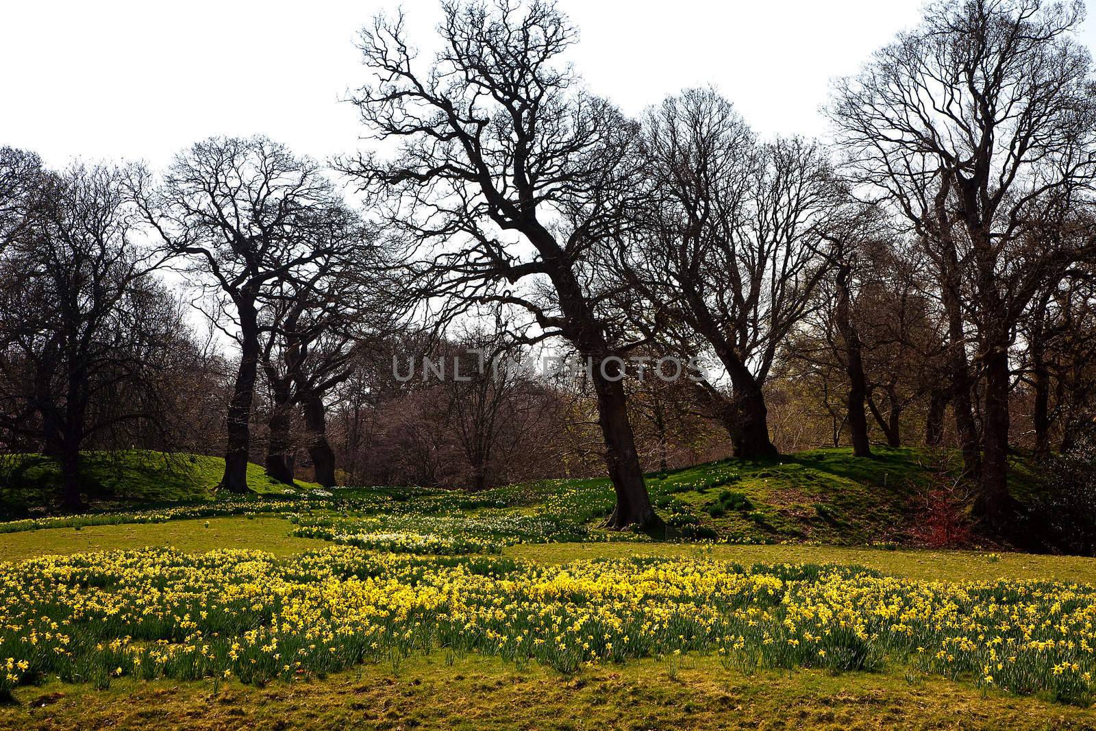 Daffodil fields by Clivia