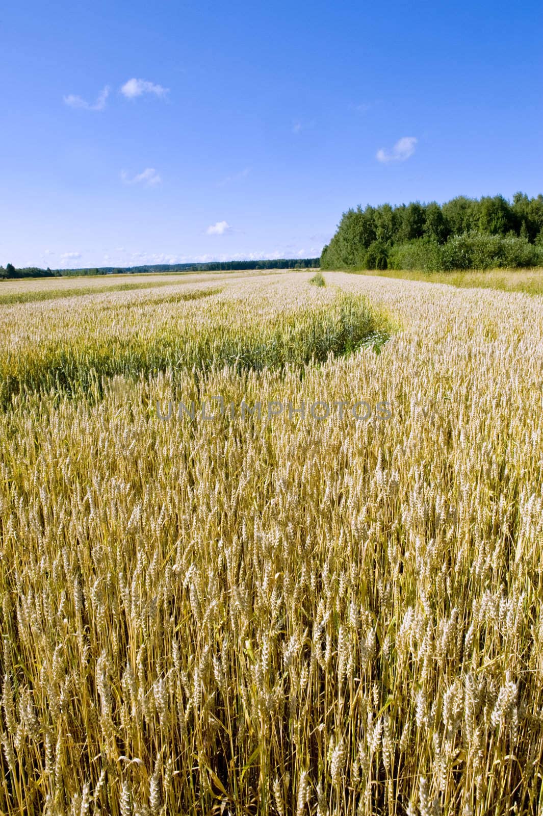 Wheaten field by Alenmax