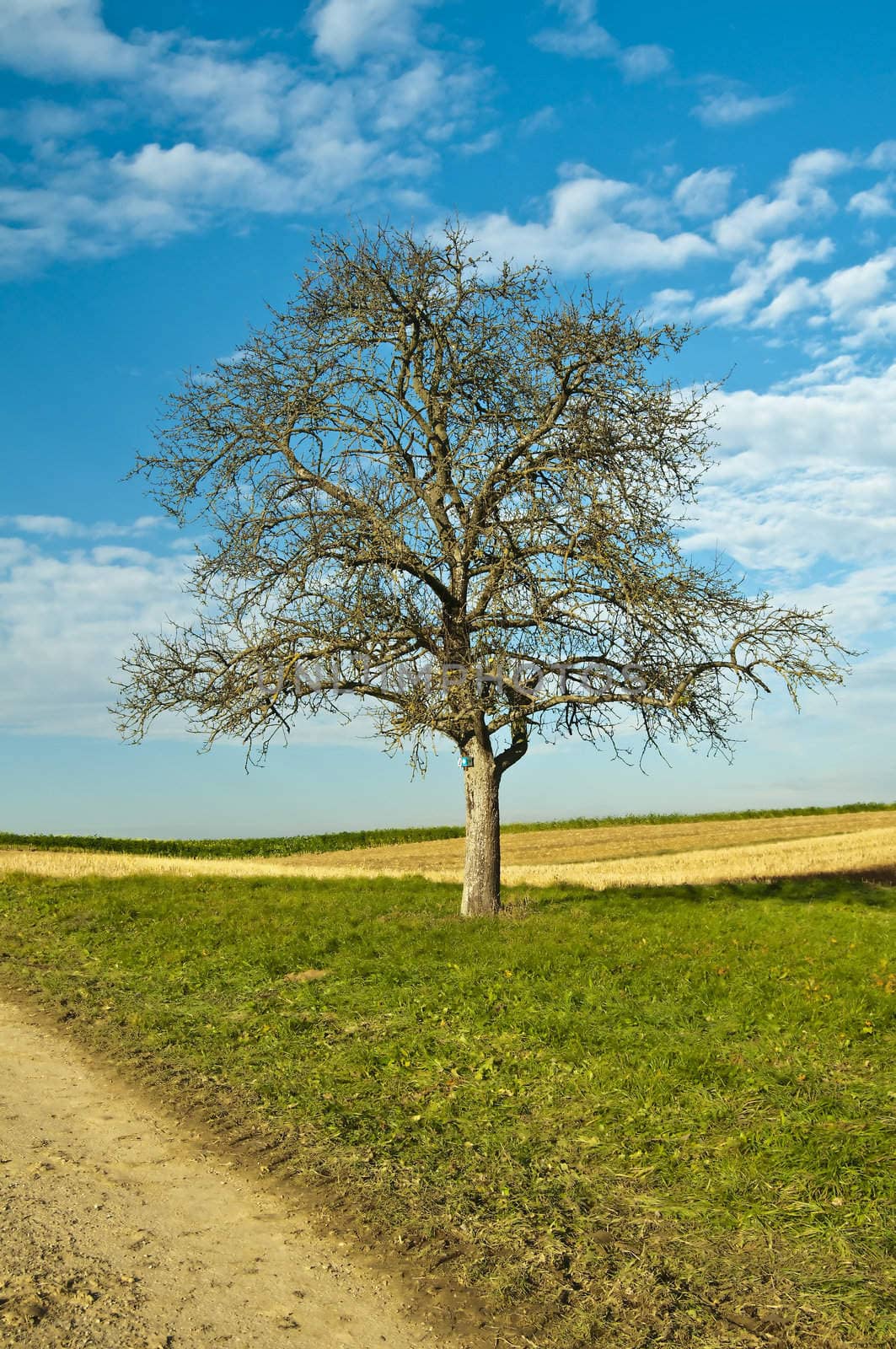 old tree