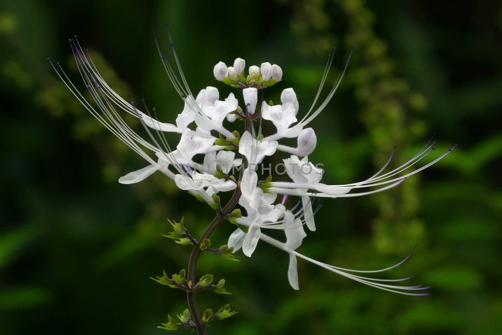 Cat's Whiskers, Tropical forest, Big Island, Hawaii