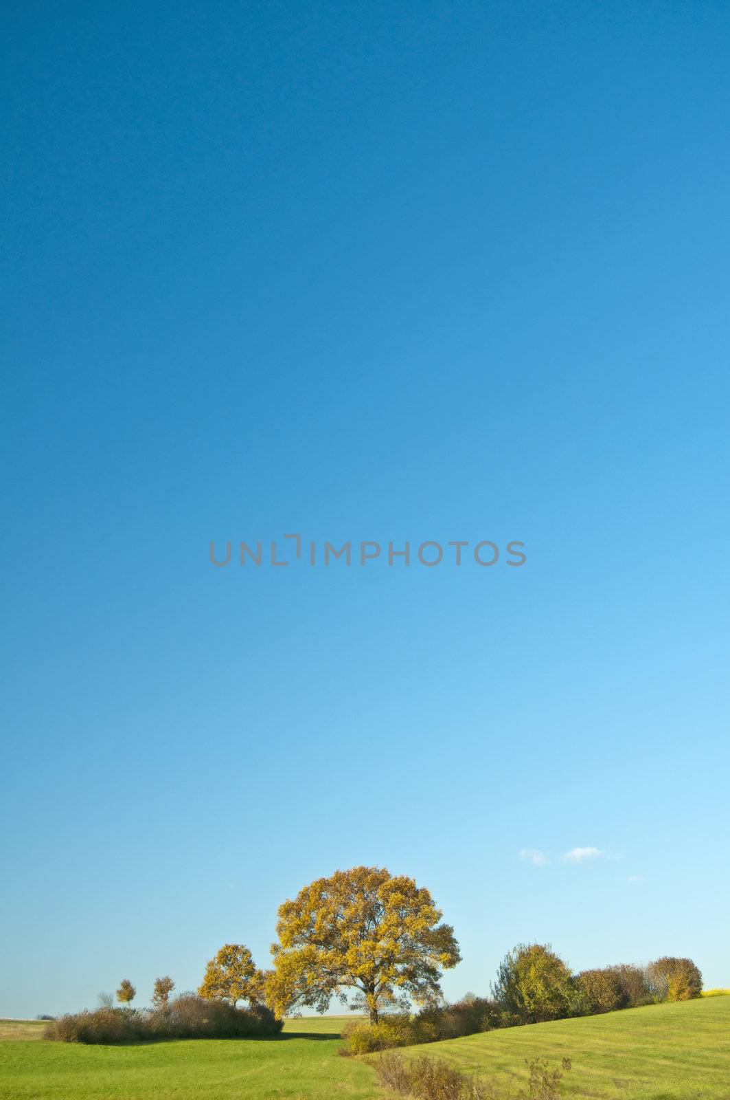 oak in autumn