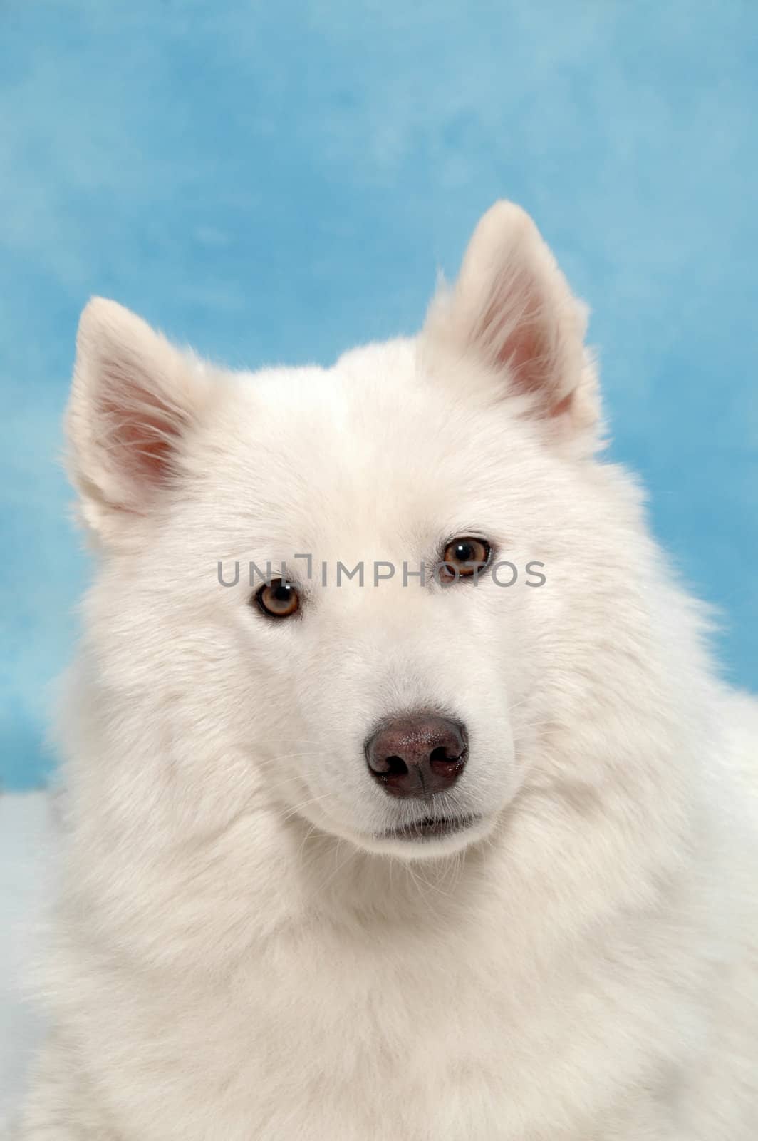 White dog taken in studio.