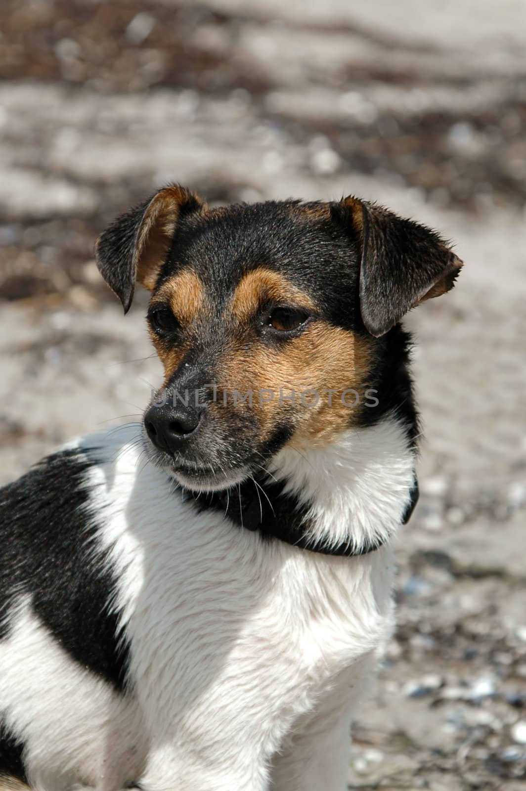 Wet dog posing by cfoto