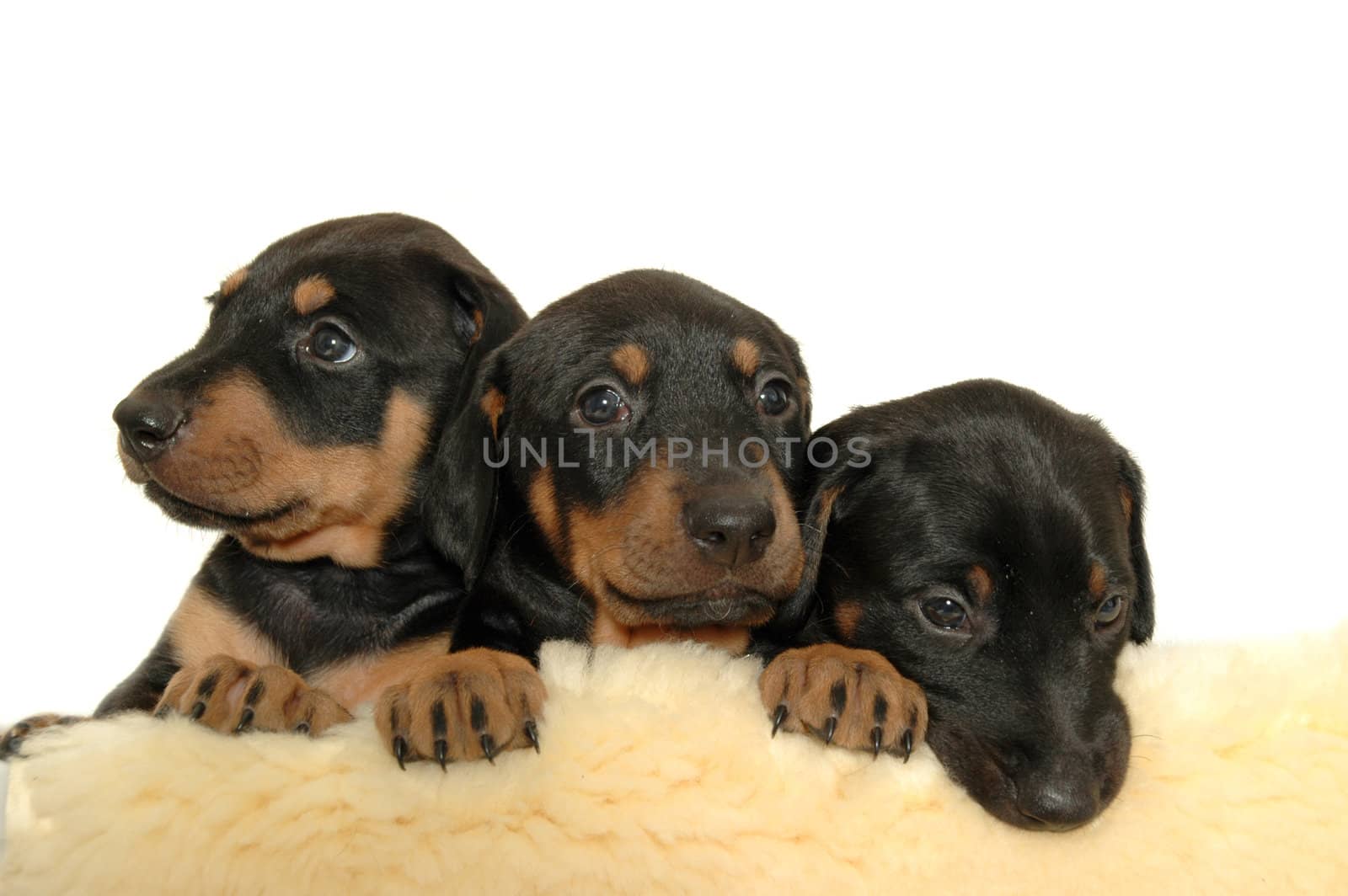 Three sweet puppies.
