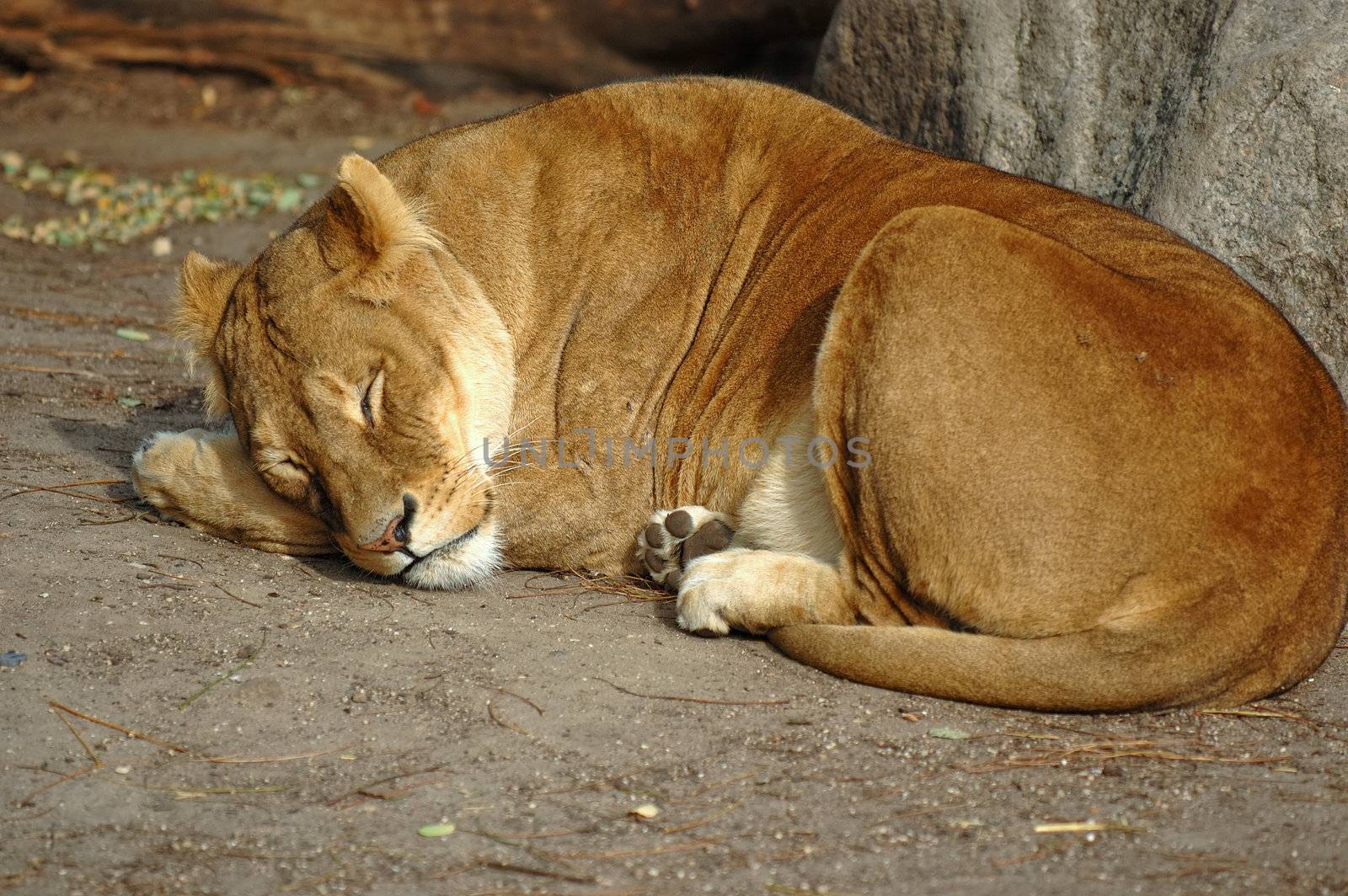 Lion resting in the sun