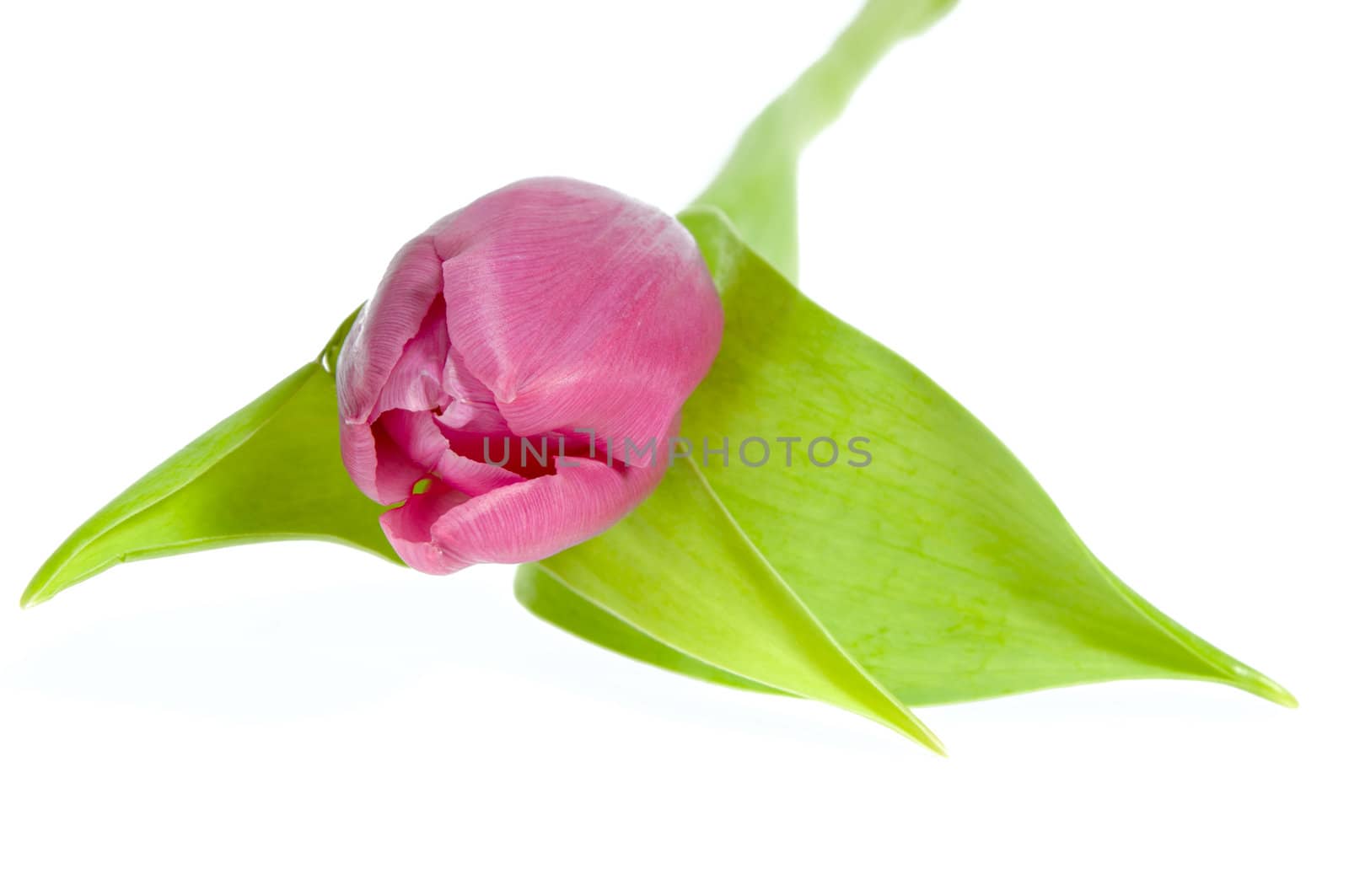 Pink tulip on clean white background.