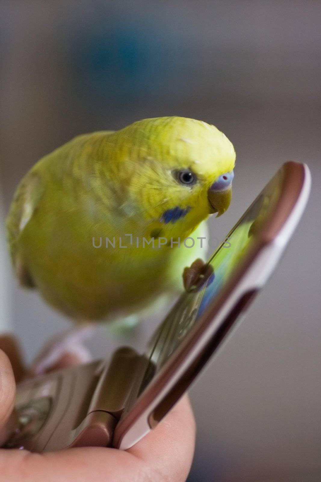 Small parakeet sitting on cellphone listening to the sound