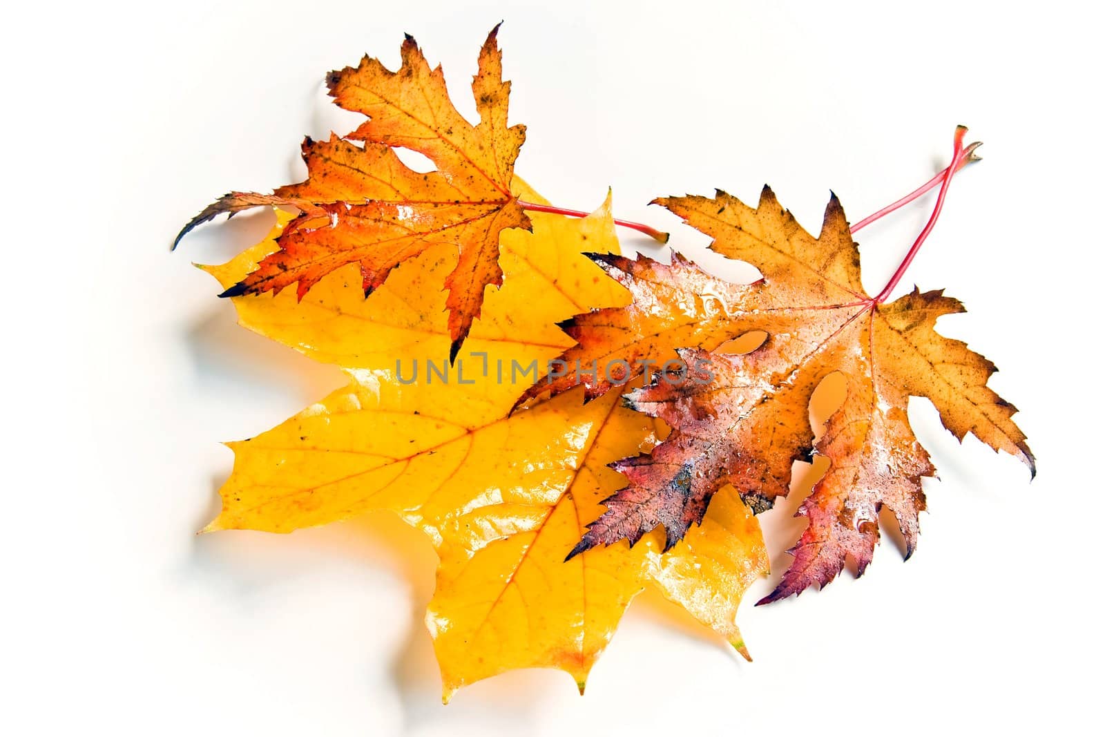 Three wet and rainy autumn leaves yellow and brown in natural light