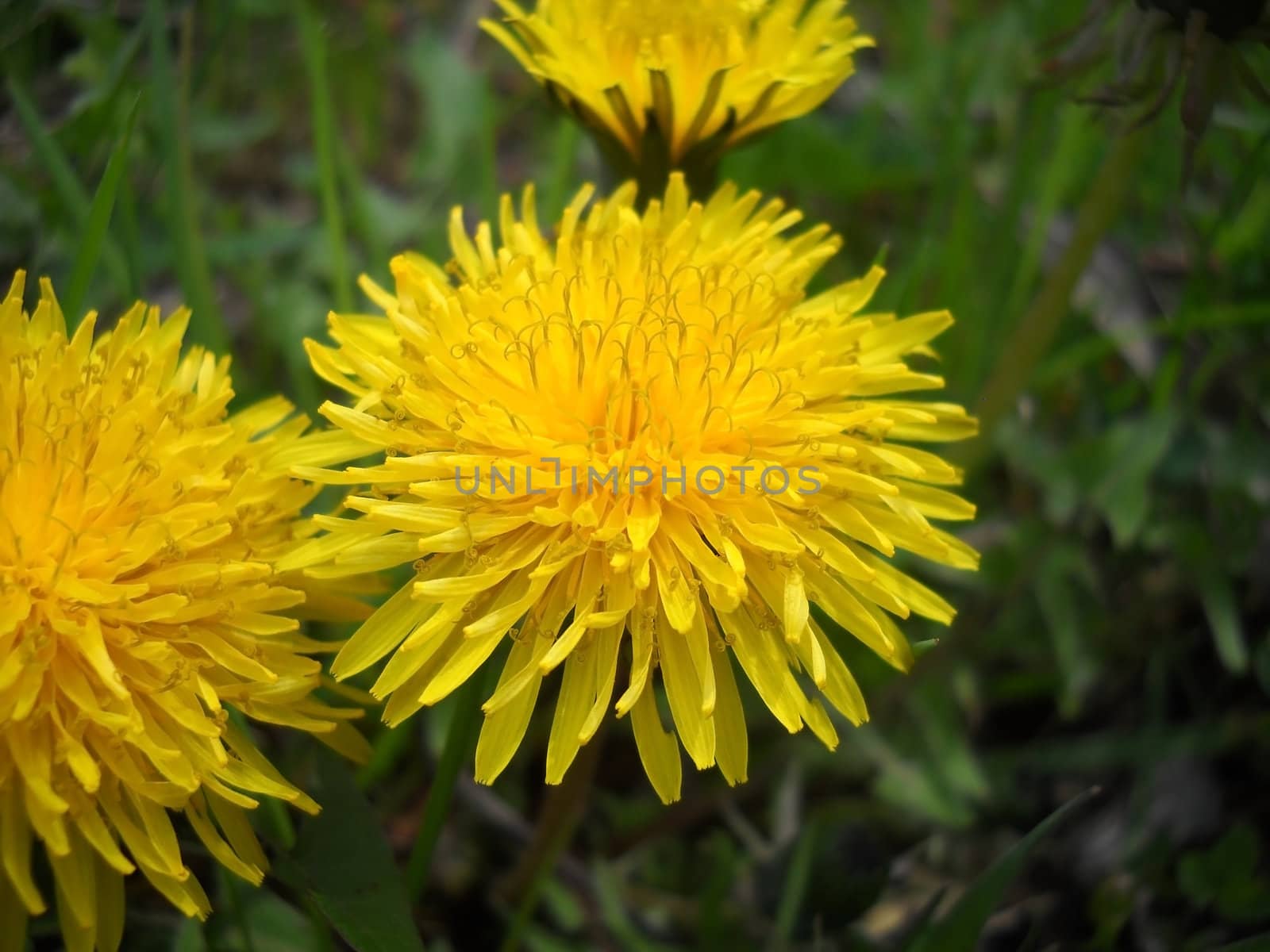 Dandelion, orange, a flower; a plant; spring; flowering; a wood