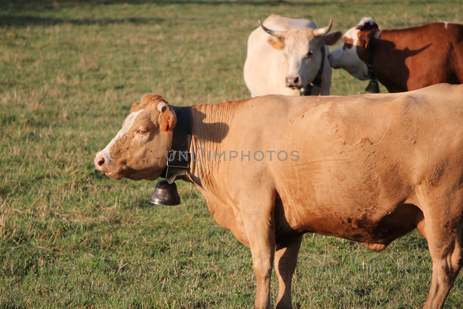 A clear brown cow wearing a bell and ignoring the gossip of the others cows behind