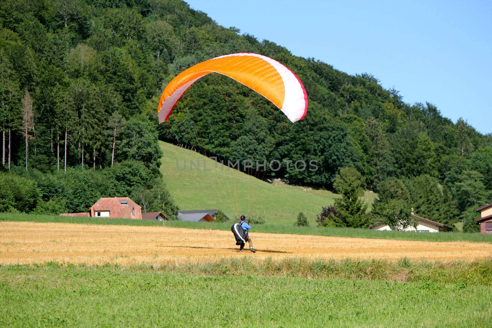Red and white paraglider landing in a yellow field in the campain
