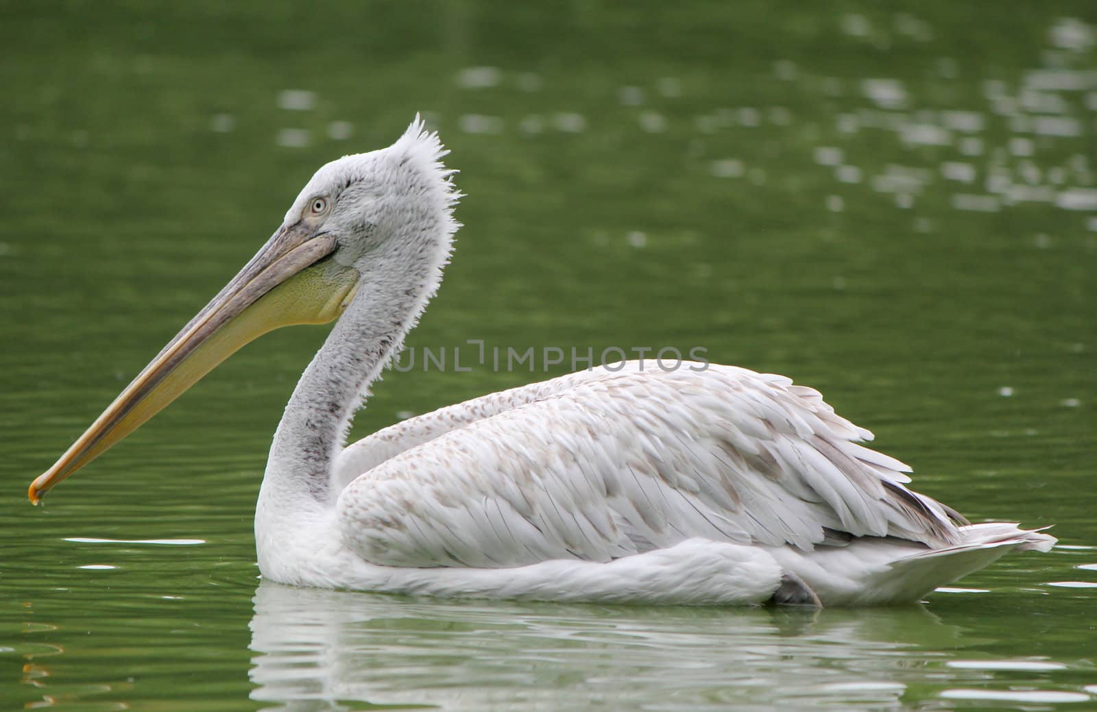 Quiet white pelican floating on the waterlake