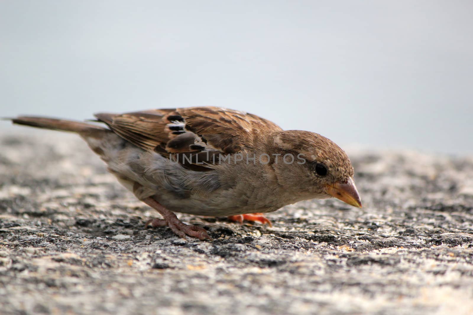 Brown little sparrow eating on a wall