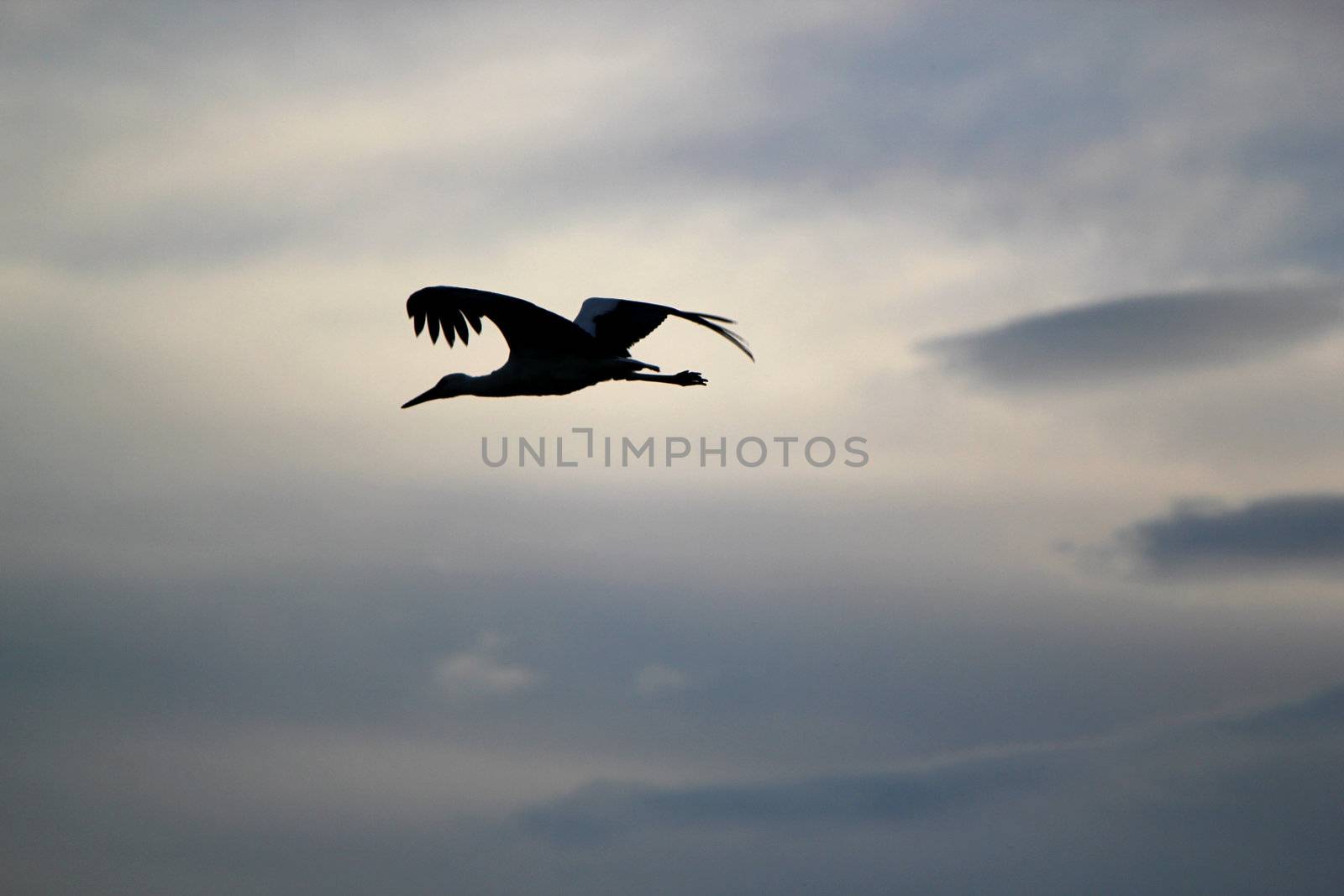 Shadow of a storks flying by Elenaphotos21