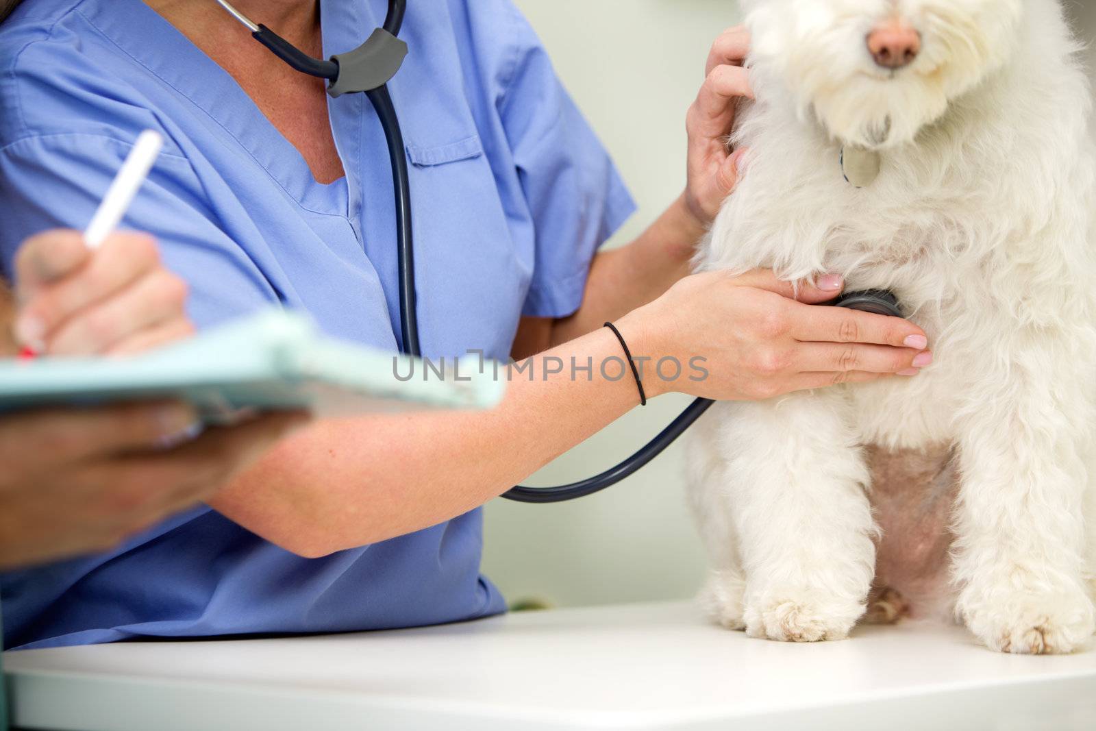 A dog at a small animal clinic having his heart rate taken