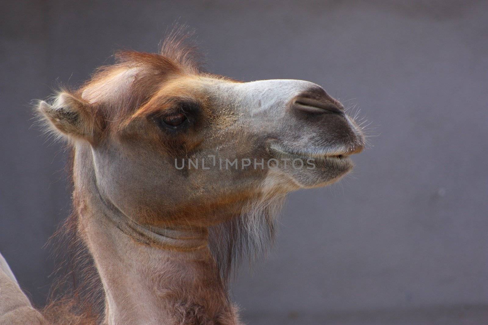 Head of a camel on a gray background