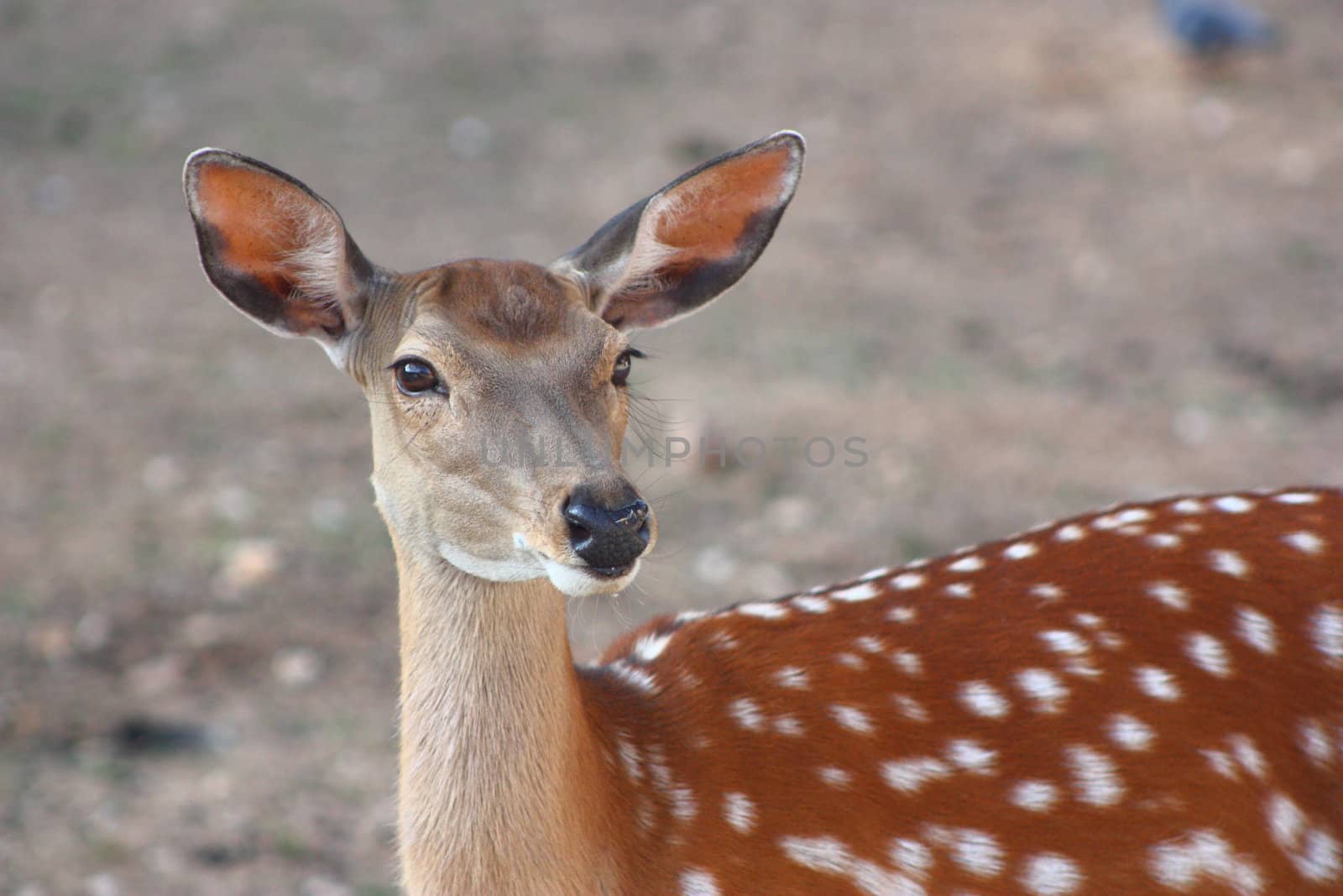 Young spotted deer by yippikaye
