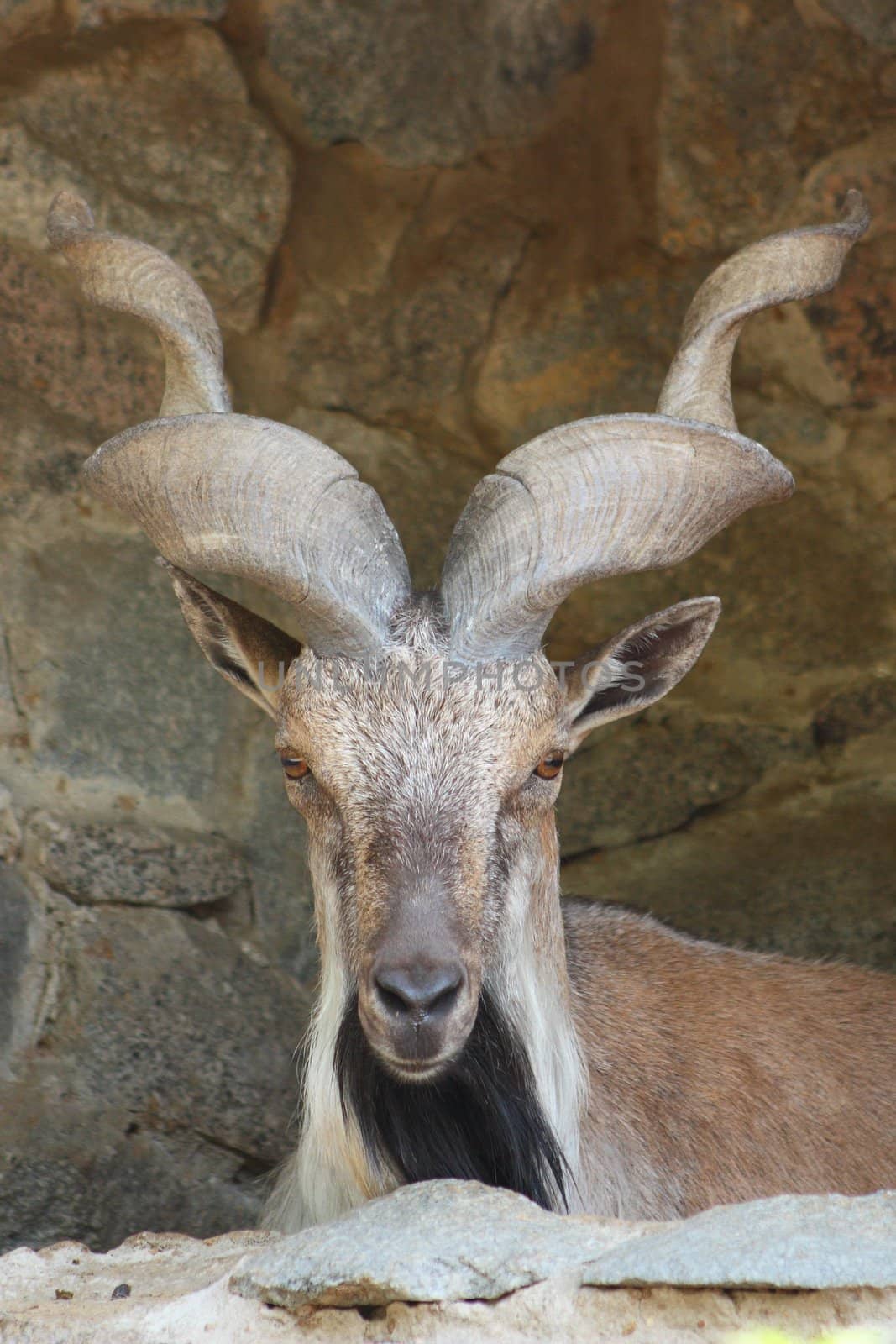 Lying wild goat on a rock