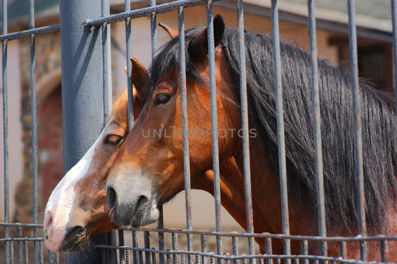 Two brown horses behind a fence