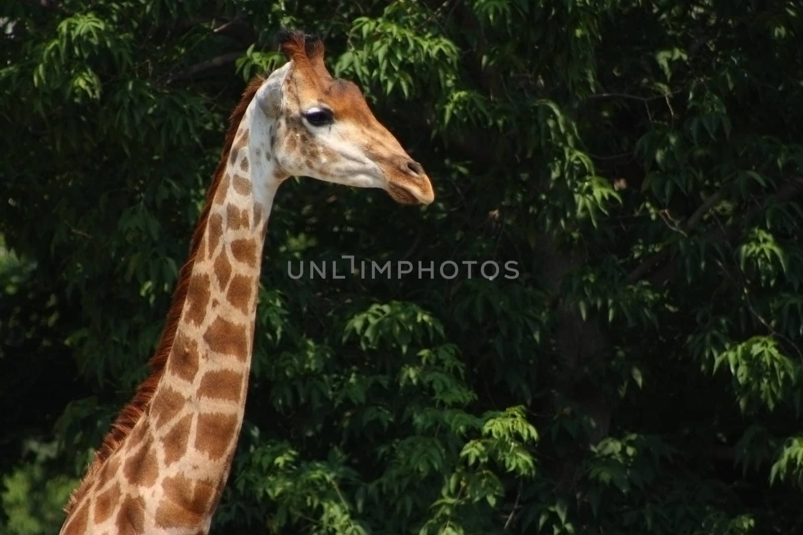 Giraffe against green foliage in Moscow zoo