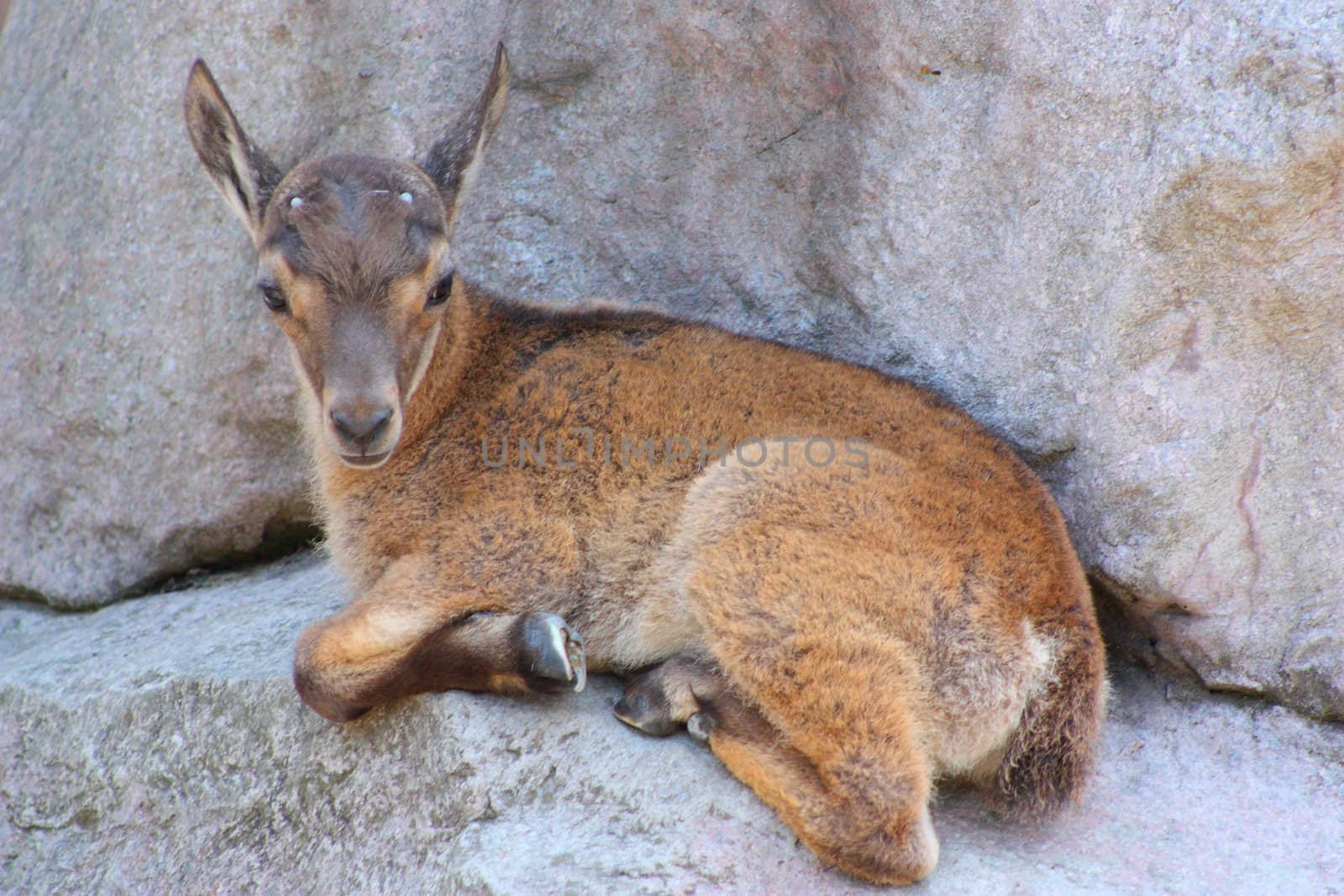 Lying small wild goat lying on a rock