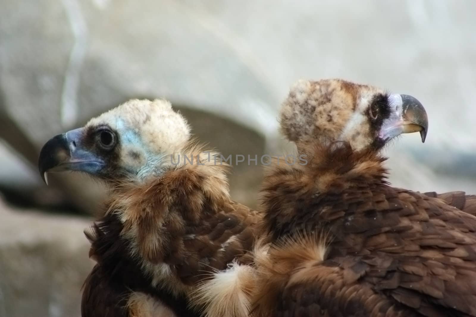 Couple of Himalayan Vulture in the Moscow Zoo