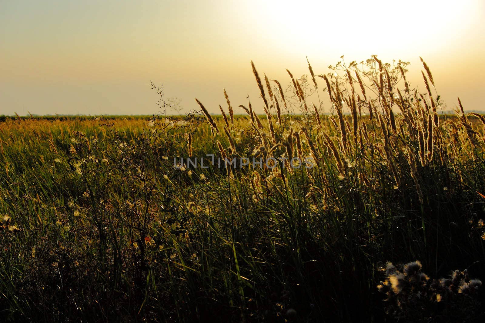 Ears on a summer meadow in beams of the coming sun