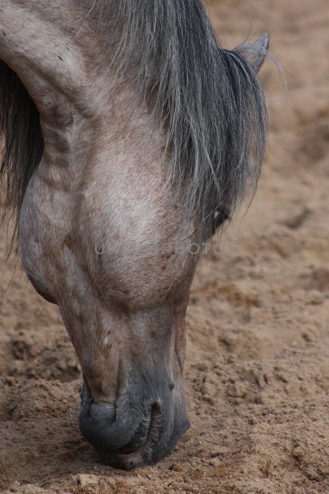 Adult Gray horse smells the earth on the farm