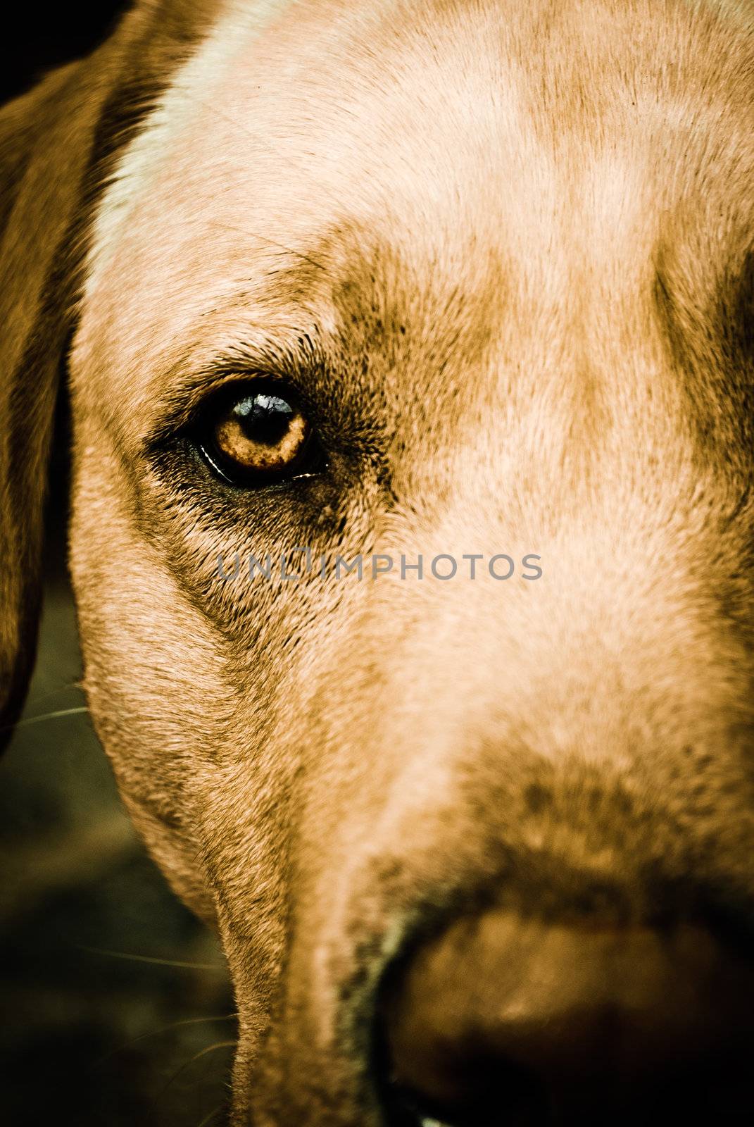 Close up on brown eye of a dog