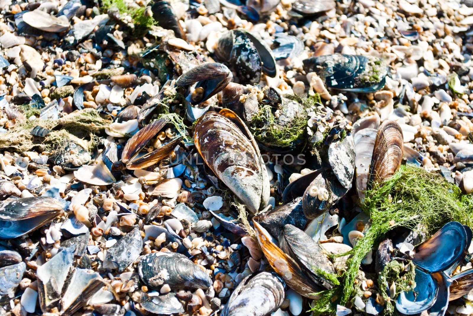 Sea clams on the Romanian Black Sea coastline