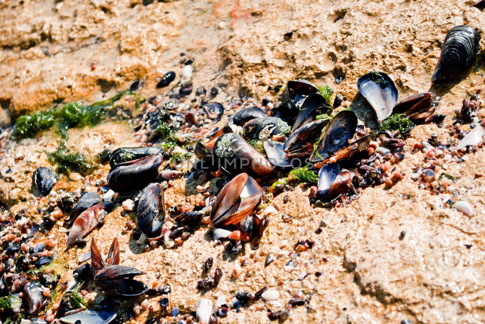 Sea clams  by betterinall