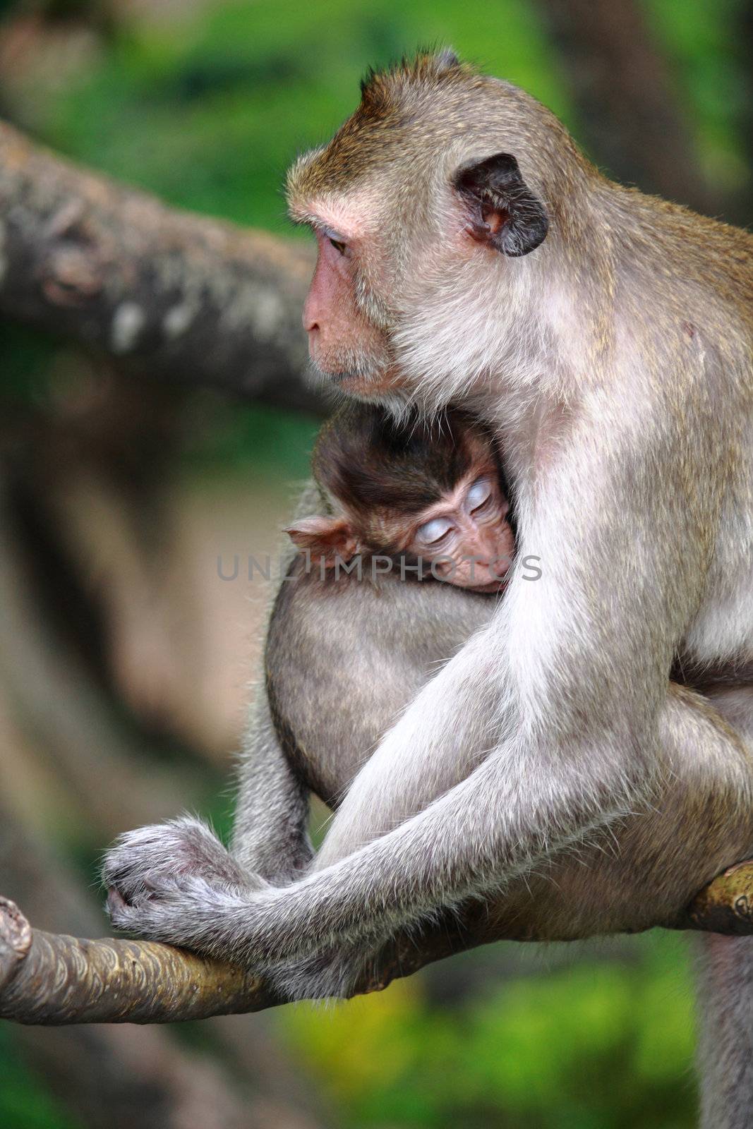 Monkey baby is sleeping on mother's hug