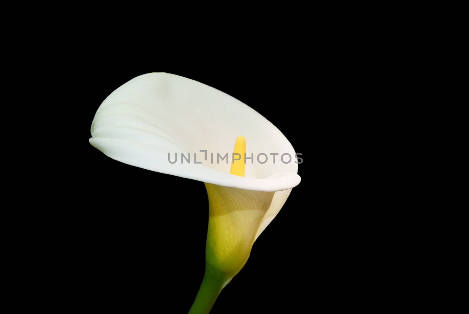 White African huge flower on black background by Larisa13