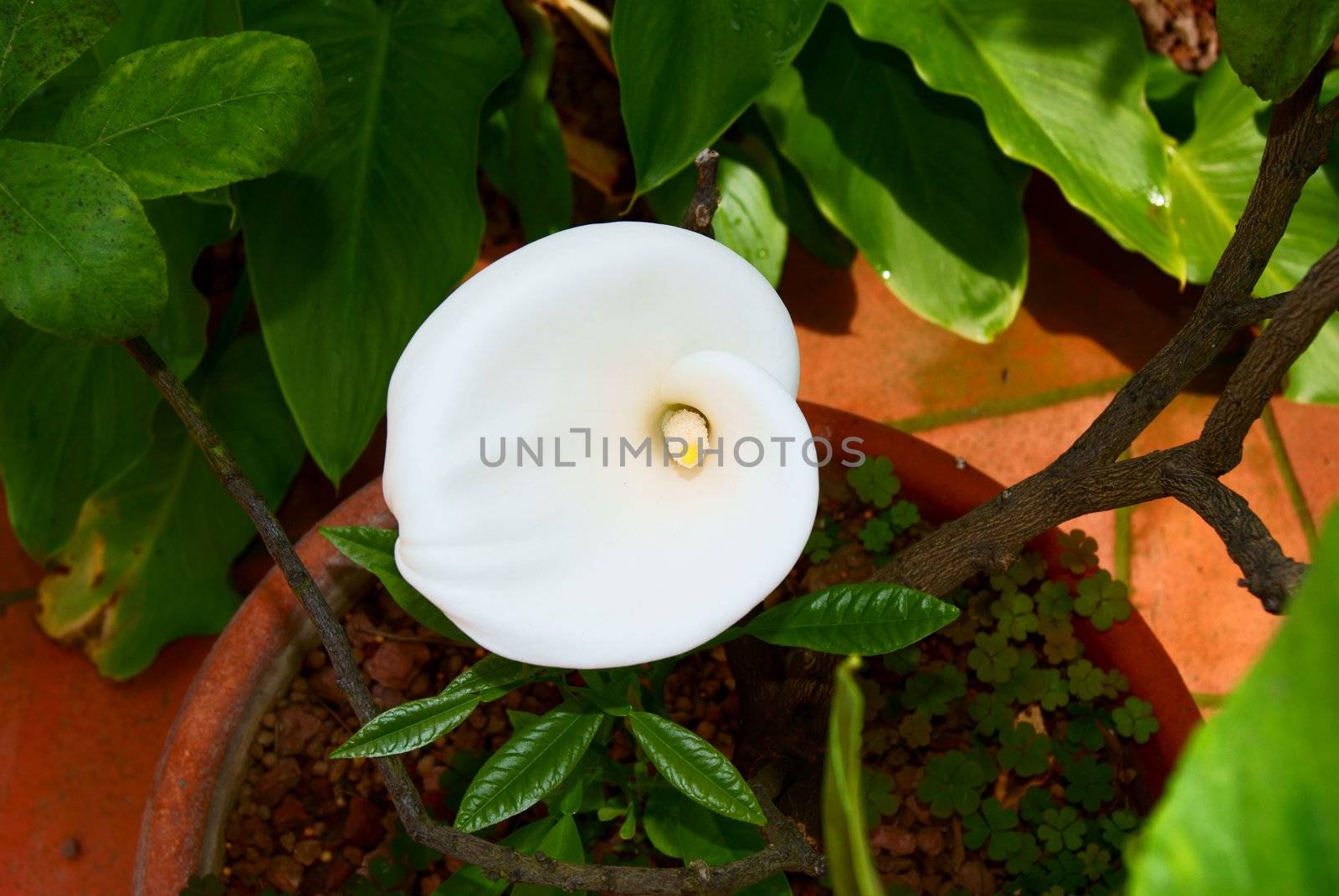 White African huge flower on a flowered background